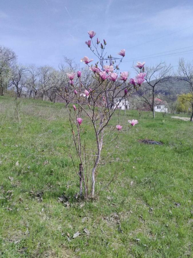 Cottage Poe Poienari Экстерьер фото