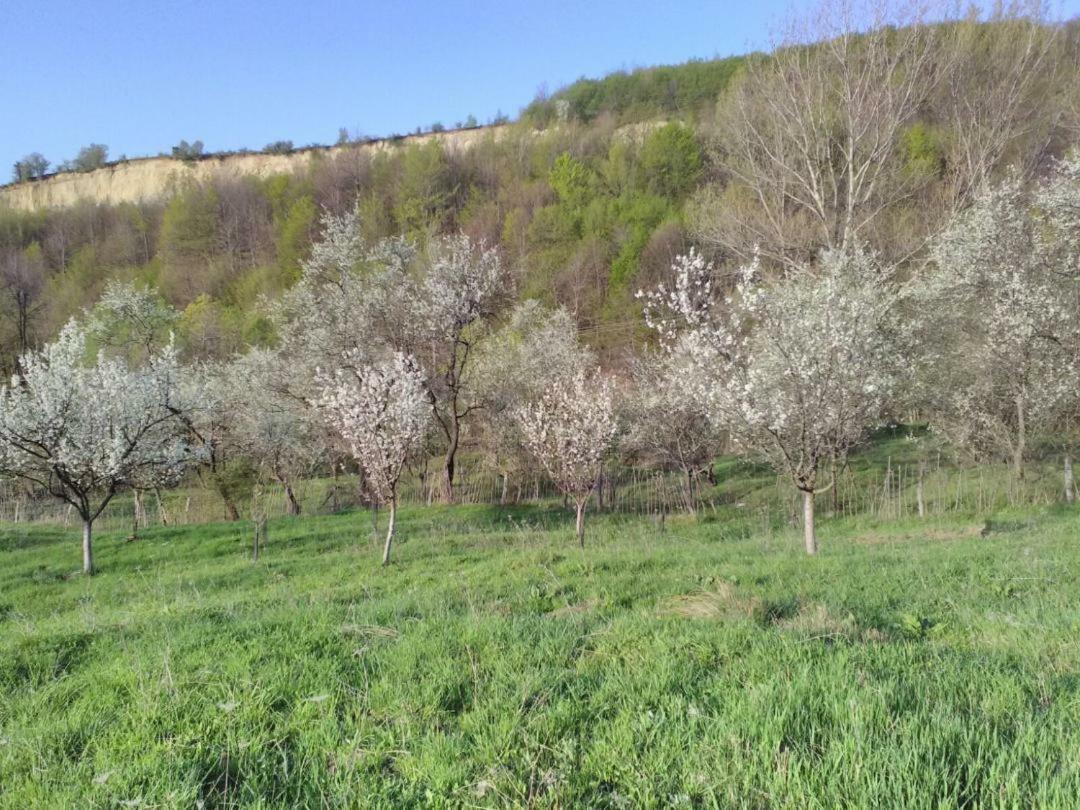Cottage Poe Poienari Экстерьер фото